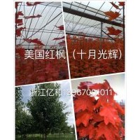 供應(yīng)美國紅楓十月光輝、秋火焰