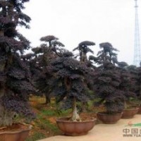 供應湖南紅花繼木小苗、紅花繼木球、紅花繼木造型樹樁