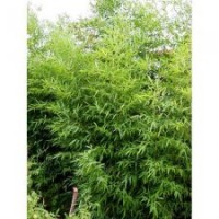 北京綠化廊坊苗木竹子出售