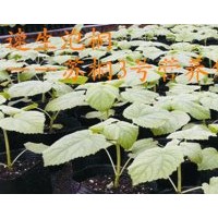 供應(yīng)營(yíng)養(yǎng)袋泡桐苗