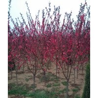 紅葉碧桃 榆葉梅 金葉榆 黃櫨 亞當(dāng)海棠