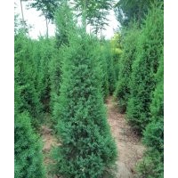 塔柏基地 河北塔柏 優(yōu)良塔柏 塔柏價(jià)格