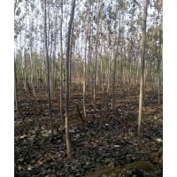 供應(yīng)毛白楊 沙地柏 油松 西府海棠 速生柳