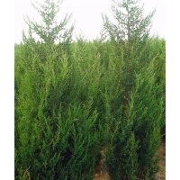 低價出售自己家的儈柏