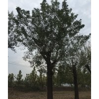 出售3/5/8公分國(guó)槐，10/12/15公分國(guó)槐