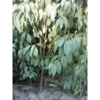 出售銀中楊，三根二小成黑