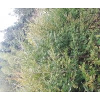 百畝紅豆杉基地