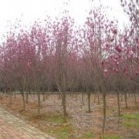 雪松|紅葉石楠價格|大葉女貞價格|廣玉蘭價格|苗圃直銷