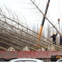 興隆銀杏,銀杏樹(shù),銀杏樹(shù)產(chǎn)地