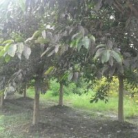 成都精品黃葛樹8-40公分