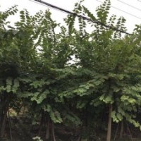 成都羊蹄甲10-40公分