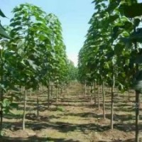 供應2-15公分楸樹，梓樹小苗