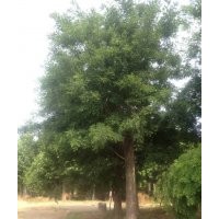 18公分移栽兩年帽國槐樹價格