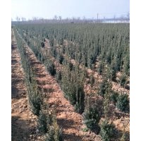 紅豆杉50-60-70-90公分-1-1.2-1.5米高量大