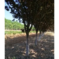 紫葉李5-6-7-8-10-12-14公分