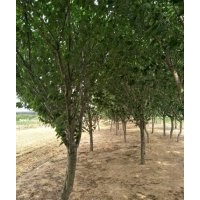 櫻花三級(jí)10-12-14公分