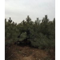 供應(yīng)白皮松油松國(guó)槐核桃苗蘋(píng)果苗梨樹(shù)苗