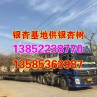 銀杏樹苗木,興隆銀杏,江蘇銀杏樹苗木價格