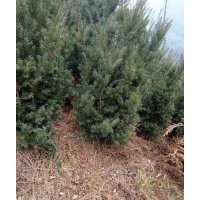 供應(yīng)曼地亞紅豆杉枝葉、曼地亞紅豆杉枝條、珙桐苗、青楓苗