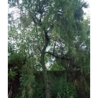 供應(yīng)大規(guī)格檉柳