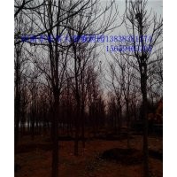 復(fù)葉槭@周口復(fù)葉槭基地金葉復(fù)葉槭