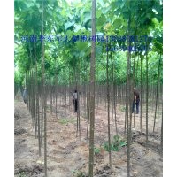 國槐|太康國槐！國槐5、6、7、8、9公分