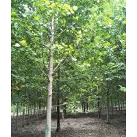 法桐原生苗8-20公分