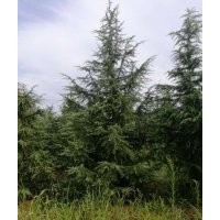 南京萬民苗木專業(yè)合作社