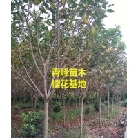 成都櫻花 四川早櫻 晚櫻種植出售