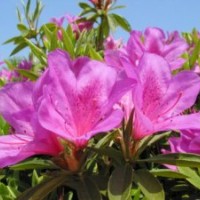 春鵑，夏鵑，紫鵑，毛鵑， 杜鵑