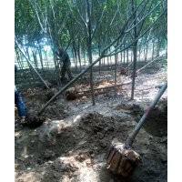 2--5米精品白皮松，7--9公分紫葉李便宜