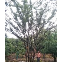 櫸樹(shù)，多分枝櫸樹(shù)，規(guī)格齊全，一般化，精品都有