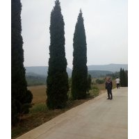 樹檜四至六米要聯(lián)系