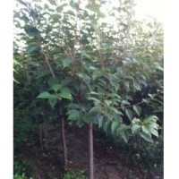 供有大規(guī)格櫻花10公分到15公分1000支