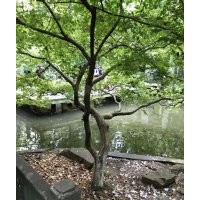 出售6到15公分形態(tài)奇異的雞爪槭，紅楓，櫻花