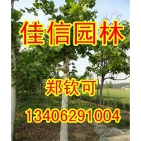 供8公分白蠟 10公分白蠟 12公分白蠟