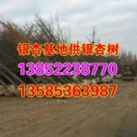 山東銀杏樹價(jià)格|銀杏樹|興隆銀杏(多圖)