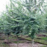 供紅梅與紅梅樁6到25公分規(guī)格三角楓大規(guī)格出售