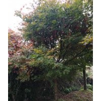 處理高接紅楓13-20公分全部處理