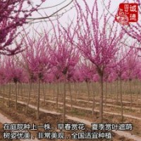 鄉(xiāng)土樹(shù)種巨紫荊2-4公分粗基地直銷(xiāo)北方行道樹(shù)首選苗木