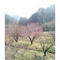 供雞爪槭紅楓紅葉李紅梅三角楓羽毛楓羅漢松