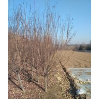 大量出售側(cè)柏，碧桃，榆葉梅，海棠，碧桃