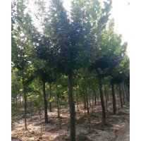 長期供應(yīng)各種規(guī)格綠化苗木