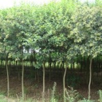 9公分大葉女貞 9公分大葉女貞