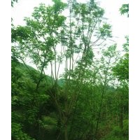瀘州藍花楹|藍花楹價格|西南藍花楹|成都藍花楹|