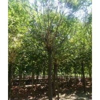 法桐。白蠟。國槐。北欒。五角楓。海棠等各種綠化苗木。