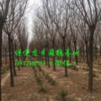 11公分國槐價格，11公分國槐樹