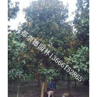 成都低價批發(fā)廣玉蘭