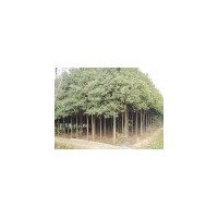供應(yīng)香樟 南京香樟 香樟批發(fā)價格 香樟價格