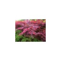 供應(yīng)美國紅楓 南京美國紅楓 美國紅楓批發(fā)價格